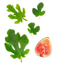 striking photograph of various green fig leaves and a halved fig fruit set against a transparent background to enhance the visual impact.