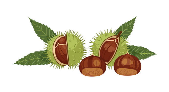 Group of brown chestnuts is shown both in and out of their prickly green husks with several large green leaves in the background.