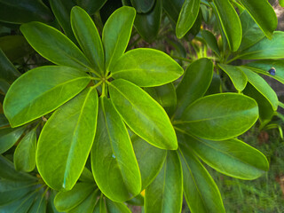 green leaves background