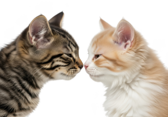 Two adorable cats touching noses peacefully on transparent background