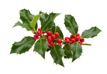Fresh green holly leaves with vibrant red berries clustered on transparent background