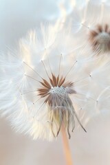 Close-up of a dandelion seed head with delicate white parachute seeds glowing in soft light, evoking fragile beauty and peaceful serenity