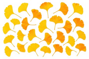 Ginkgo biloba leaves scattering, fall season yellow orange foliage, autumn botany plant cut out
