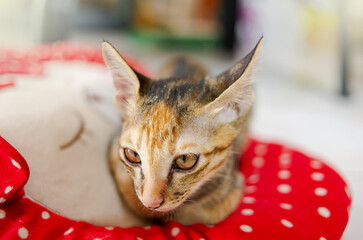 A poor, skinny cat was adopted. It had big, bright eyes.