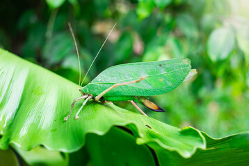 Leaf insects camouflage themselves to blend in with the leaves they live on in order to escape predators.