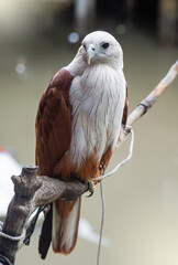 A red-tailed hawk, kept as a pet by humans, is perched on a tree branch. It has sharp, gleaming eyes.