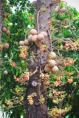 Cannonball tree with shorea robusta flower and fruit hanging