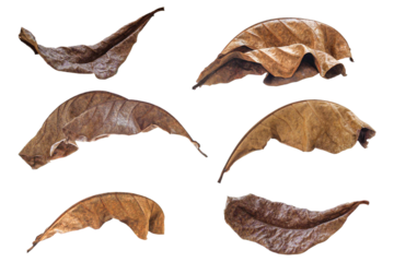 a captivating photograph featuring a collection of dry autumn leaves in various shapes and shades of brown set against a contrasting transparent background.