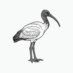 Australian white ibis illustration, side view of Threskiornis molucca bird on white background