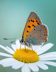 Fototapeta premium A vibrant butterfly rests on a bright daisy, showcasing its intricate patterns against a soft, blurred background.