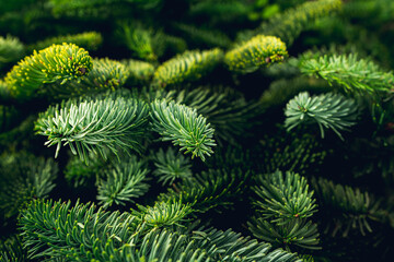 Fir branches as christmas background. Evergreen christmas branches.
