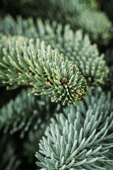 Fir branches as christmas background. Evergreen christmas branches.