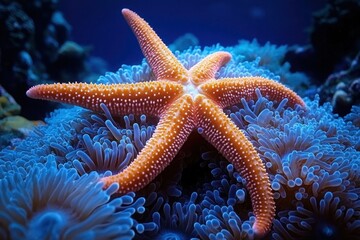 orange starfish resting on glowing blue sea anemone in a tranquil underwater scene, vibrant colors and detailed textured surface, peaceful marine close-up