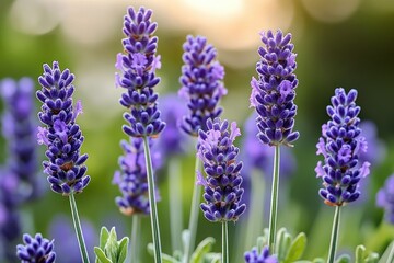 Fototapeta premium close-up of purple lavender spikes with green stems and leaves against soft golden bokeh, serene garden mood