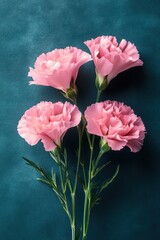 Fototapeta premium Four pink carnations with ruffled petals and green stems on a teal textured background, delicate and romantic still life