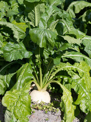 京都の畑のスグキ菜