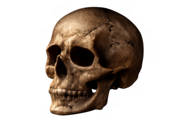 Human skull presenting anatomical detail and a concept of mortality, death, and human remains against a transparent background