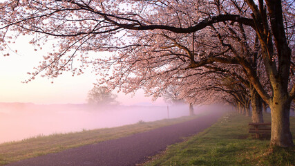 宇都宮市　鬼怒川の石井桜堤と川霧