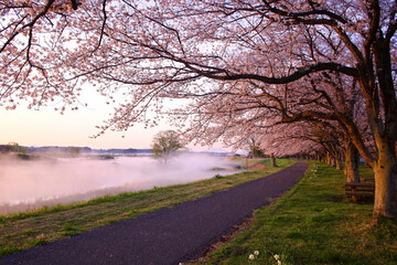 宇都宮市　鬼怒川の石井桜堤と川霧