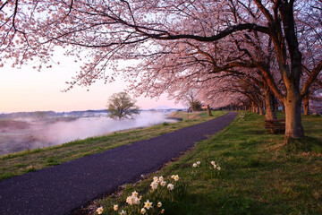 宇都宮市　鬼怒川の石井桜堤と川霧