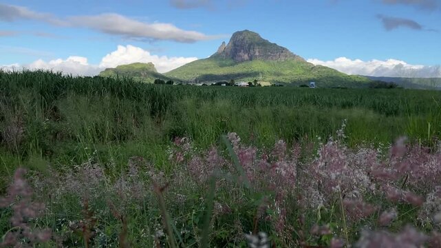 Scenic View of Mount Rempart with Wildflowers and Green Fields in Mauritius