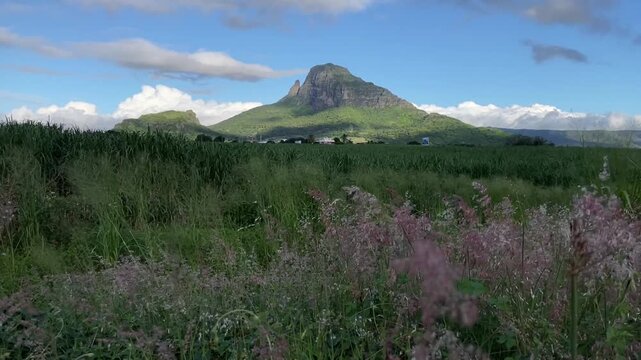Scenic View of Rempart Mountain and Lush Sugarcane Fields in Mauritius under a Blue Sky
