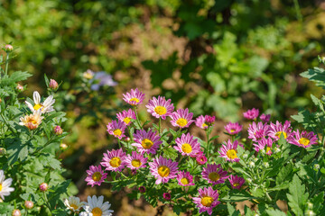 Fototapeta premium Close-up photo of purple chrysanthemum flowers (Chrysanthemum morifolium) in full bloom in autumn