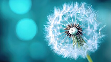 close-up of a delicate dandelion seed head with wispy white fluff against a dreamy teal bokeh background, evoking calm and airy serenity