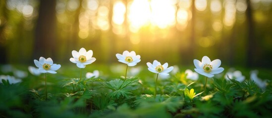 White wildflower blooms on a lush green forest floor with warm golden sunlight filtering through blurred trees, creating a serene and uplifting atmosphere