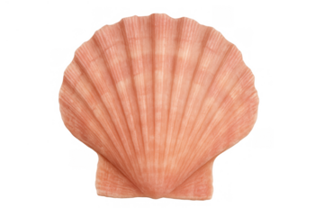 Scallop seashell creating a fan shape and ribbed texture, symbolizing beach holidays and marine life
