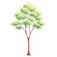 Obraz premium Watercolor Tree Illustration Collection Isolated on White Background