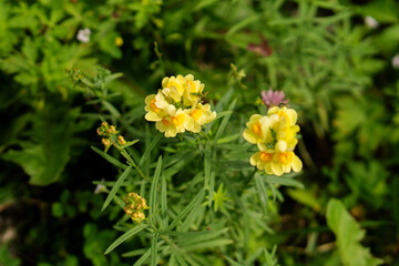 Vibrant yellow blossoms stand out against a backdrop of green meadow leaves, illustrating the colorful vibrancy and charm of natural wildflowers in summer. Nature of Sakhalin Island