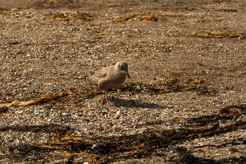 A young brown juvenile seagull walks along a pebbly shoreline scattered with seaweed, its feathers blending with the earthy tones of the coastal environment