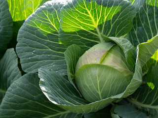 冬の畑のキャベツ