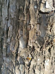 Detailed Natural Tree Bark Texture Background