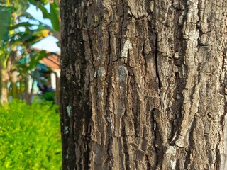 Rough Tree Bark Texture with Natural Patterns Close-up