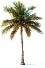 Fototapeta premium Solitary sunlit palm tree with tall textured trunk and lush green fronds casting a soft shadow on white background, evoking a tranquil tropical breeze