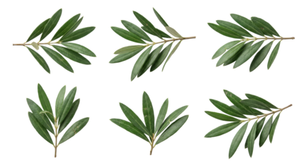 collection of green leafy branches with detailed leaf structure isolated on transparent background