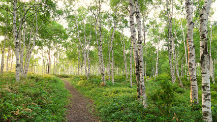 佐久穂町　八千穂高原の白樺