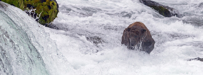 Alaskan brown kodiak bear [ursus arctos] at the base of the falls fishing at Brooks Falls in Katmai National Park Alaska United States
