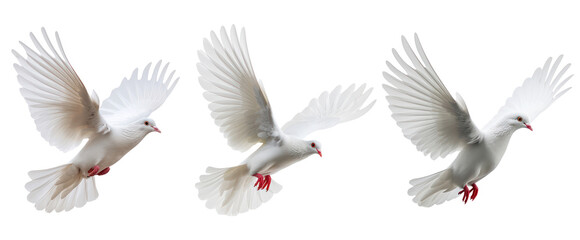 Obraz premium pack of three white dove bird on white background