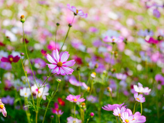 Close-up photo of pink cosmos flowers (Cosmos bipinnatus) in full bloom in autumn
