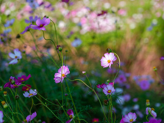 Fototapeta premium Close-up photo of pink cosmos flowers (Cosmos bipinnatus) in full bloom in autumn