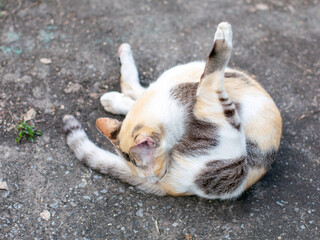 Close-up Portrait of a Calico Cat Resting on Concrete Ground Looking to the Side in an Outdoor Garden