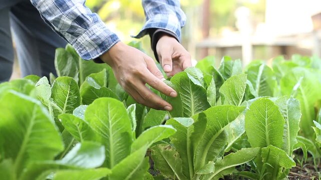 Checking Green Cos lettuce size for harvest readiness