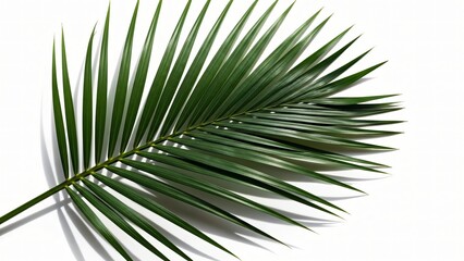 Obraz premium Minimalist Tropical Plant Frond for Summer and Nature Design
