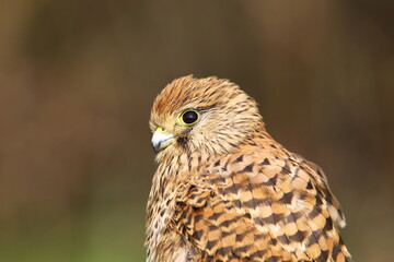 Common Kestrel (Falco tinnunculus) is a bird of prey that spreads on all continents in the world