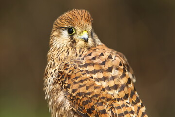 Common Kestrel (Falco tinnunculus) is a bird of prey that spreads on all continents in the world