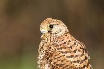 Common Kestrel (Falco tinnunculus) is a bird of prey that spreads on all continents in the world