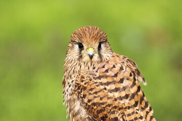 Fototapeta premium Common Kestrel (Falco tinnunculus) is a bird of prey that spreads on all continents in the world